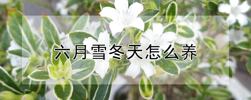 六月雪冬天怎么养（六月雪冬天怎么养护）