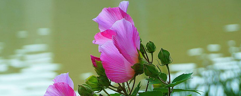 芙蓉花换盆后叶子蔫了怎么办（芙蓉花换盆后花都蔫了）