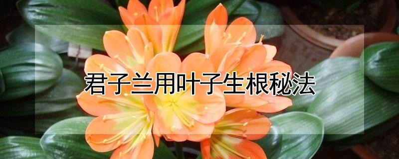 君子兰用叶子生根秘法(君子兰花怎么生根)