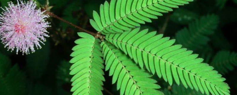 含羞草种子几月份播种（含羞草什么时候收种子）