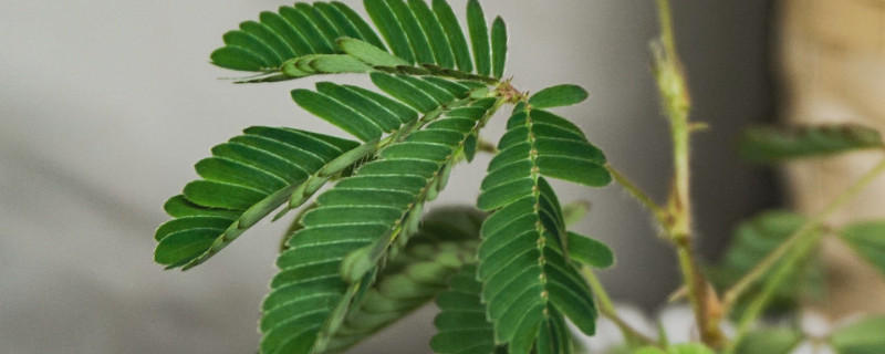 含羞草如何育苗（含羞草育种）