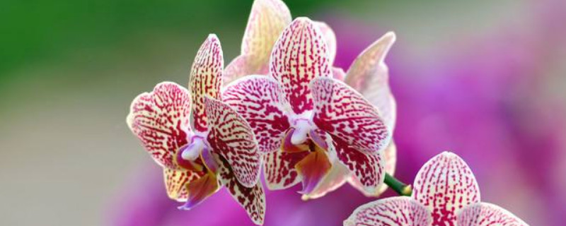 蝴蝶开花是什么意思 花蝴蝶什么意思