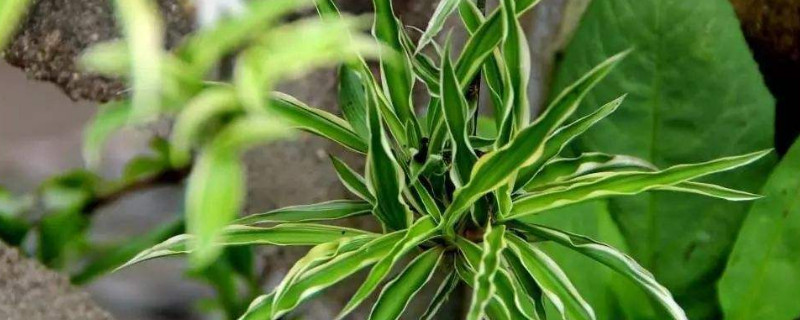 吊兰怎么换盆 金鱼吊兰怎么换盆