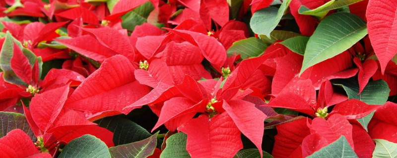 新买回来的一品红怎么养（刚买回来的一品红怎么养护）