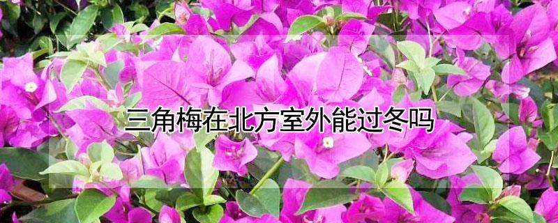 三角梅在北方室外能过冬吗（三角梅冬天在北方室外能成活吗）