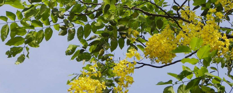 腊肠花又叫什么花(腊肠花为什么叫腊肠花)