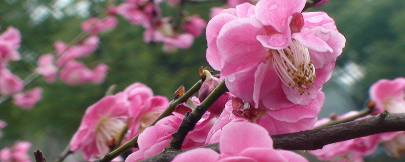 梅花夏天怎么养（梅花夏天怎么养殖方法）