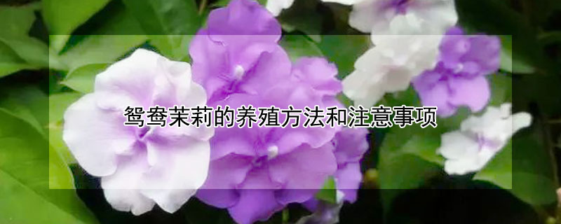 鸳鸯茉莉的养殖方法和注意事项 鸳鸯茉莉的养殖方法