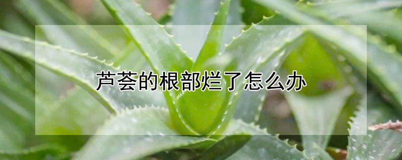 芦荟的根部烂了怎么办(芦荟整个根部烂掉了怎么处理)