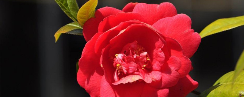 茶花怕太阳晒吗（茶花喜欢太阳晒吗）