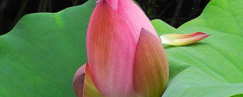 荷花是什么植物（凤仙花牛筋草葱兰荷花是什么植物）