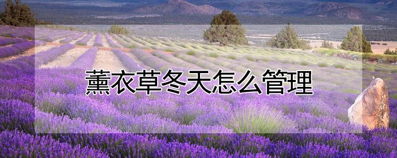 薰衣草冬天怎么管理 薰衣草怎么过冬天