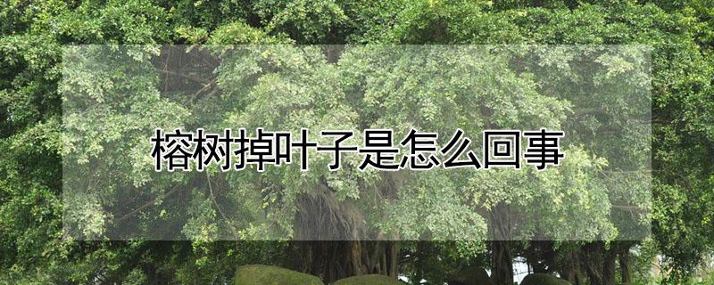 榕树掉叶子是怎么回事（榕树老是掉叶子怎么回事）