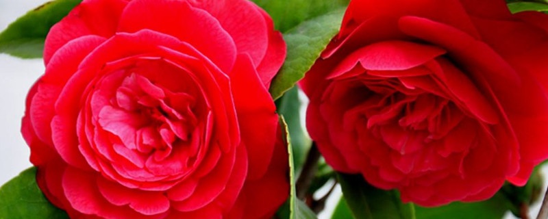 茶花花瓣变黄原因 茶花出现黄叶的原因