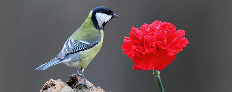 康乃馨种子的养殖方法和注意事项（康乃馨种子的种植方法及时间）