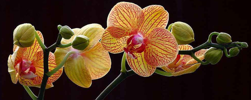 夏天养蝴蝶兰应该注意些什么（夏天蝴蝶兰的养殖方法和注意事项）