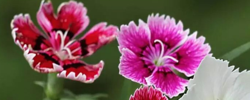 康乃馨移栽后怎么焉了（刚买回来的康乃馨怎么移栽）