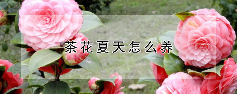 茶花夏天怎么养（茶花夏天怎么养要注意什么）