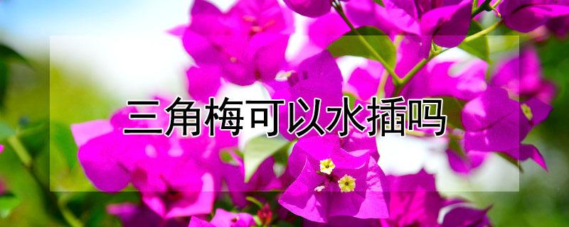 三角梅可以水插吗（三角梅能用水扦插吗）