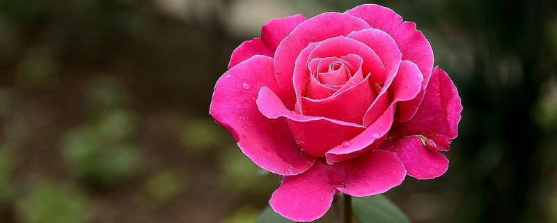 月季花白霉怎么处理 月季花白粉病怎么处理