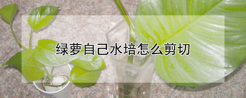 绿萝自己水培怎么剪切 绿萝剪下来可以直接水培吗