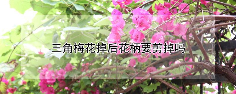 三角梅花掉后花柄要剪掉吗 三角梅花掉后怎么修剪