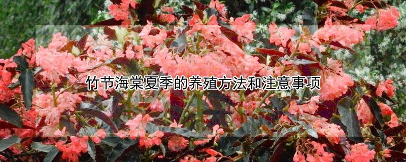 竹节海棠夏季的养殖方法和注意事项 竹节海棠夏季怎么管理