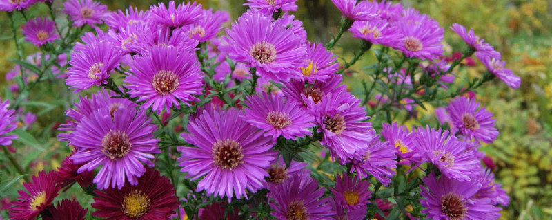 菊花是哪个国家的国花（菊花是哪一国的国花）