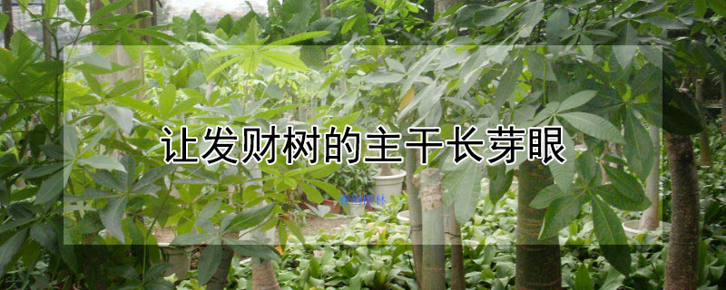 让发财树的主干长芽眼 发财树干芽尖