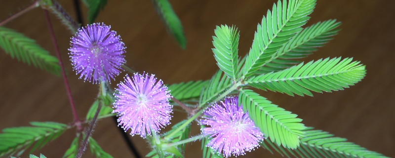 含羞草用什么土种植（含羞草盆栽的种植方法）