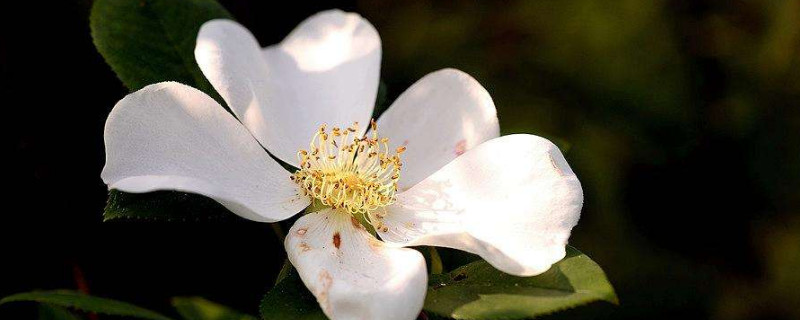 金樱子有几种 金樱子有几种叫法