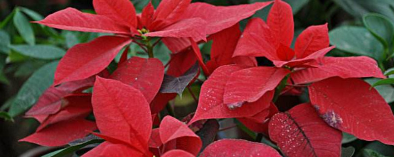 一品红为什么老掉叶子（一品红红叶子都掉了为啥）