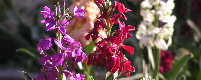 紫罗兰叶子卷了怎么回事 紫罗兰花叶子蔫怎么办