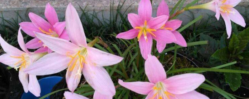 风雨兰什么时候开花 风雨兰一般几月份开花