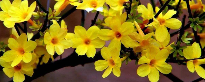 迎春花秋季可以用肥吗 迎春花秋季施什么肥