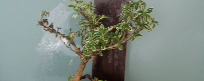 盆景六月雪的寿命大约几年 六月雪盆景能长多大