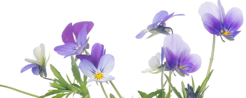 紫罗兰花后怎么修剪 紫罗兰花怎样修剪