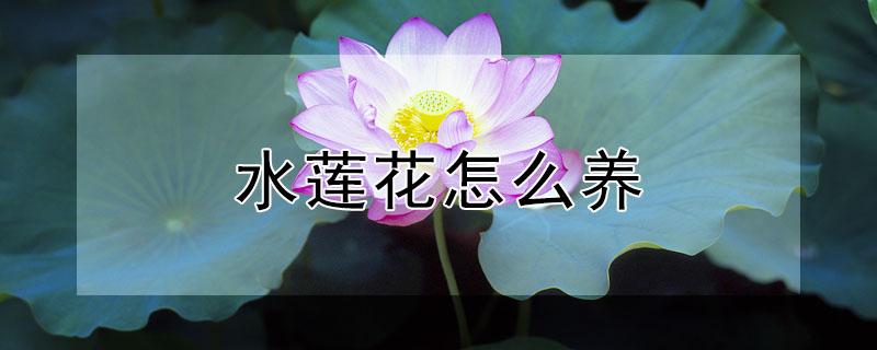 水莲花怎么养 盆栽水莲花怎么养