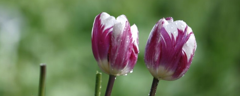 郁金香春天怎样浇水 郁金香用什么水浇