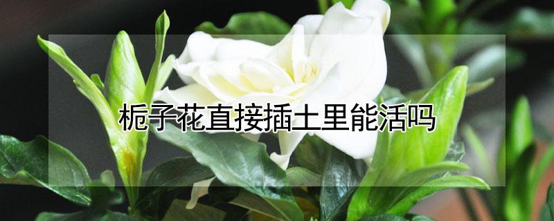栀子花直接插土里能活吗 栀子花枝干插土里能活吗