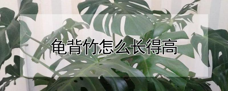 龟背竹怎么长得高（龟背竹长得很高是因为什么）