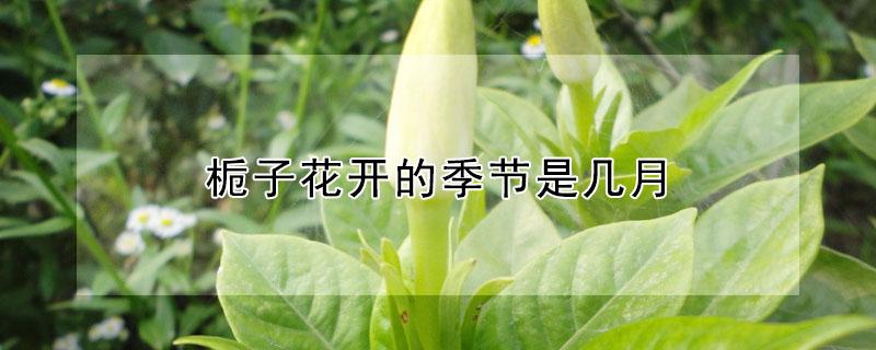 栀子花开的季节是几月 栀子花的季节是什么时候