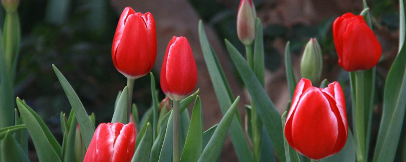 郁金香盆栽种植方法与技巧（郁金香的盆栽培技术）