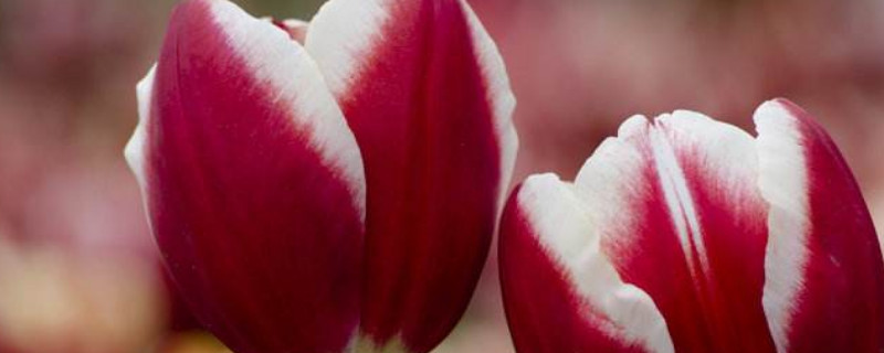 郁金香复花性好的品种 郁金香早花品种