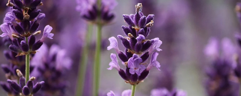 薰衣草是多年生还是一年生 薰衣草是几年生