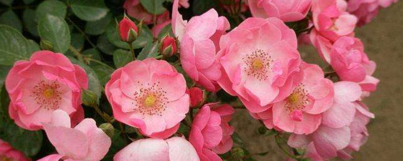 藤本月季小苗怎样养护（藤本月季小苗如何养护）