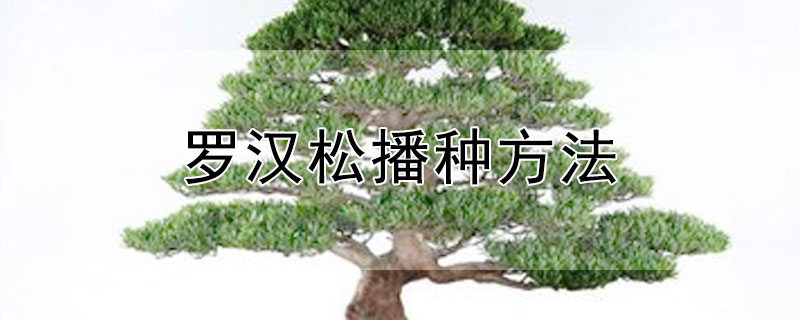 罗汉松播种方法（罗汉松种子什么时候播种）