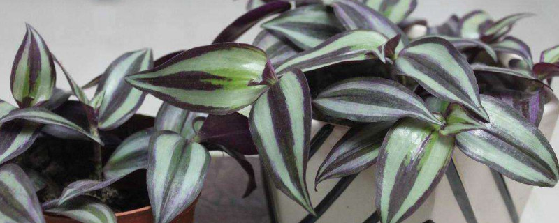 紫色吊兰怎么养才能更旺盛(水培紫吊兰怎么养才能更旺盛)