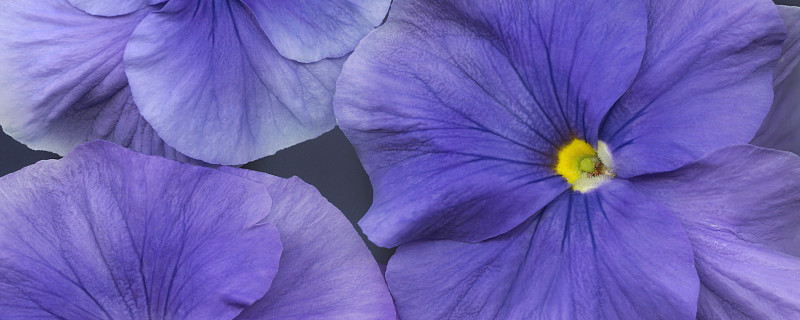 紫罗兰在什么季节开花 盆栽紫罗兰几月份开花