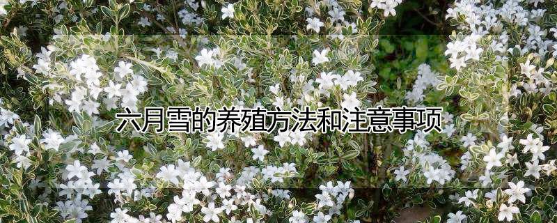 六月雪的养殖方法和注意事项 六月雪的养殖方法和注意事项盆景怎么修剪